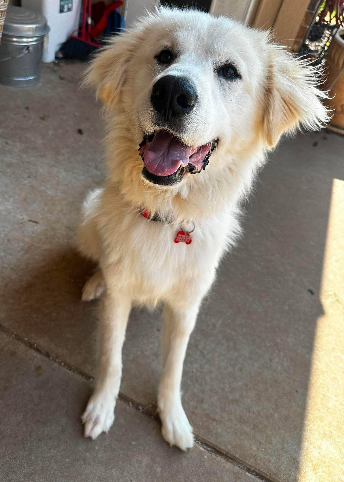 Behrett, an adopted Great Pyrenees in Kiowa, OK image 2/6