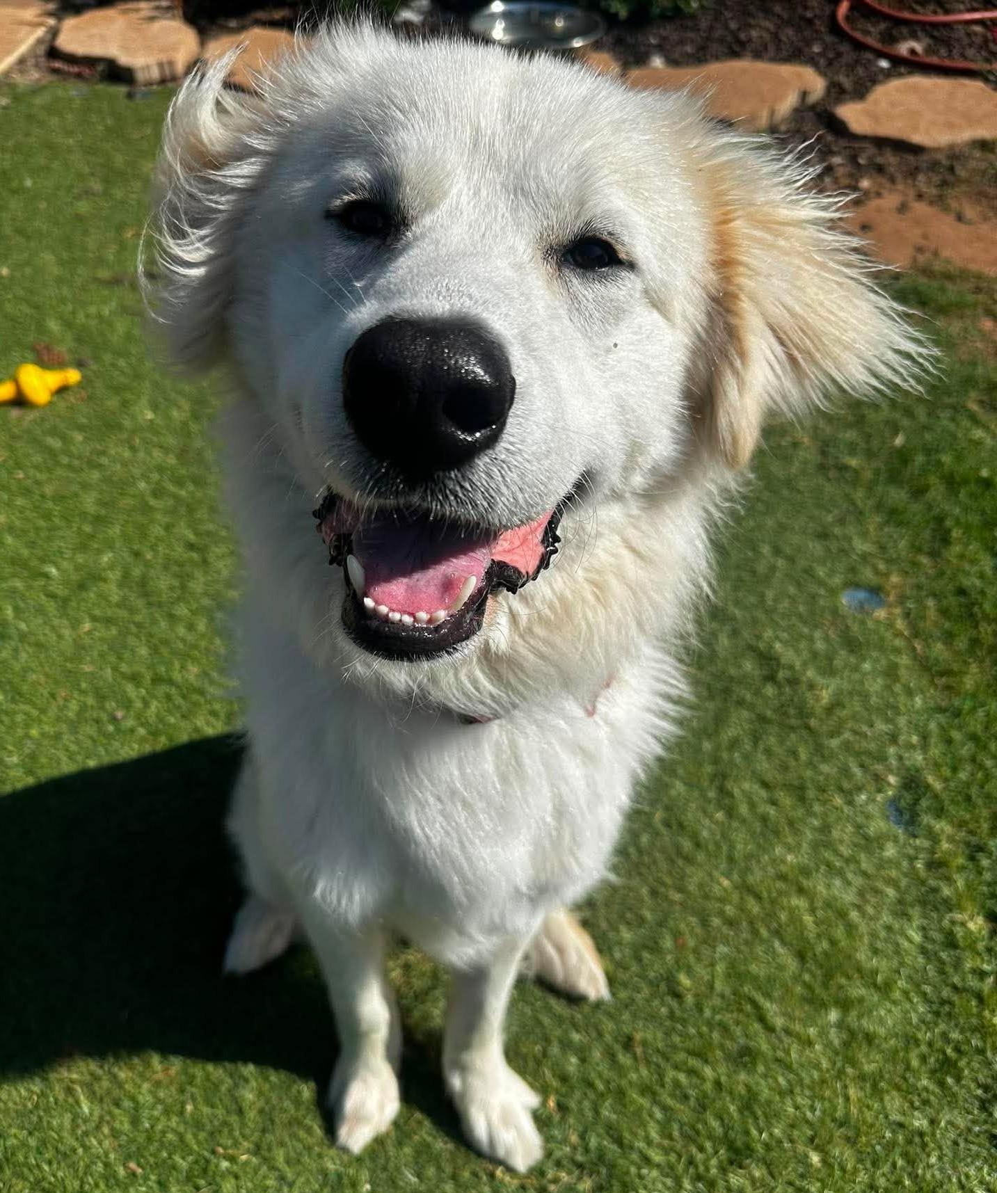 Behrett, an adopted Great Pyrenees in Kiowa, OK image 6/6