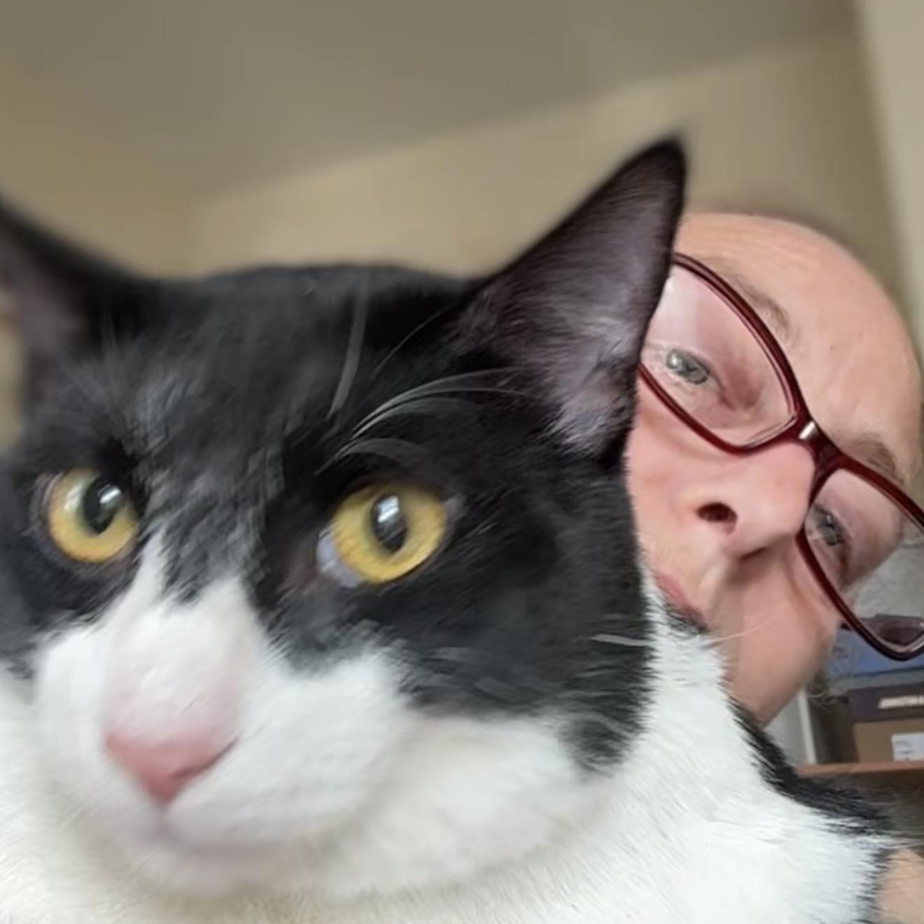 Gambino, a ADOPTABLE American Shorthair in Brooklyn, NY image 4/6
