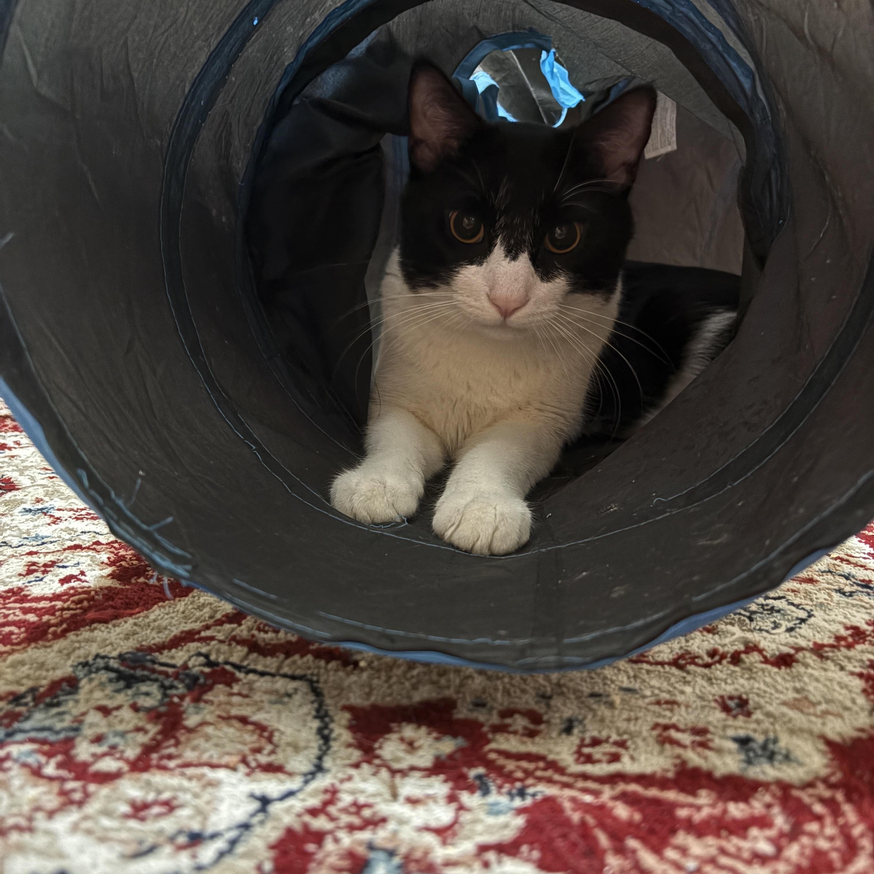 Gambino, a ADOPTABLE American Shorthair in Brooklyn, NY image 3/6