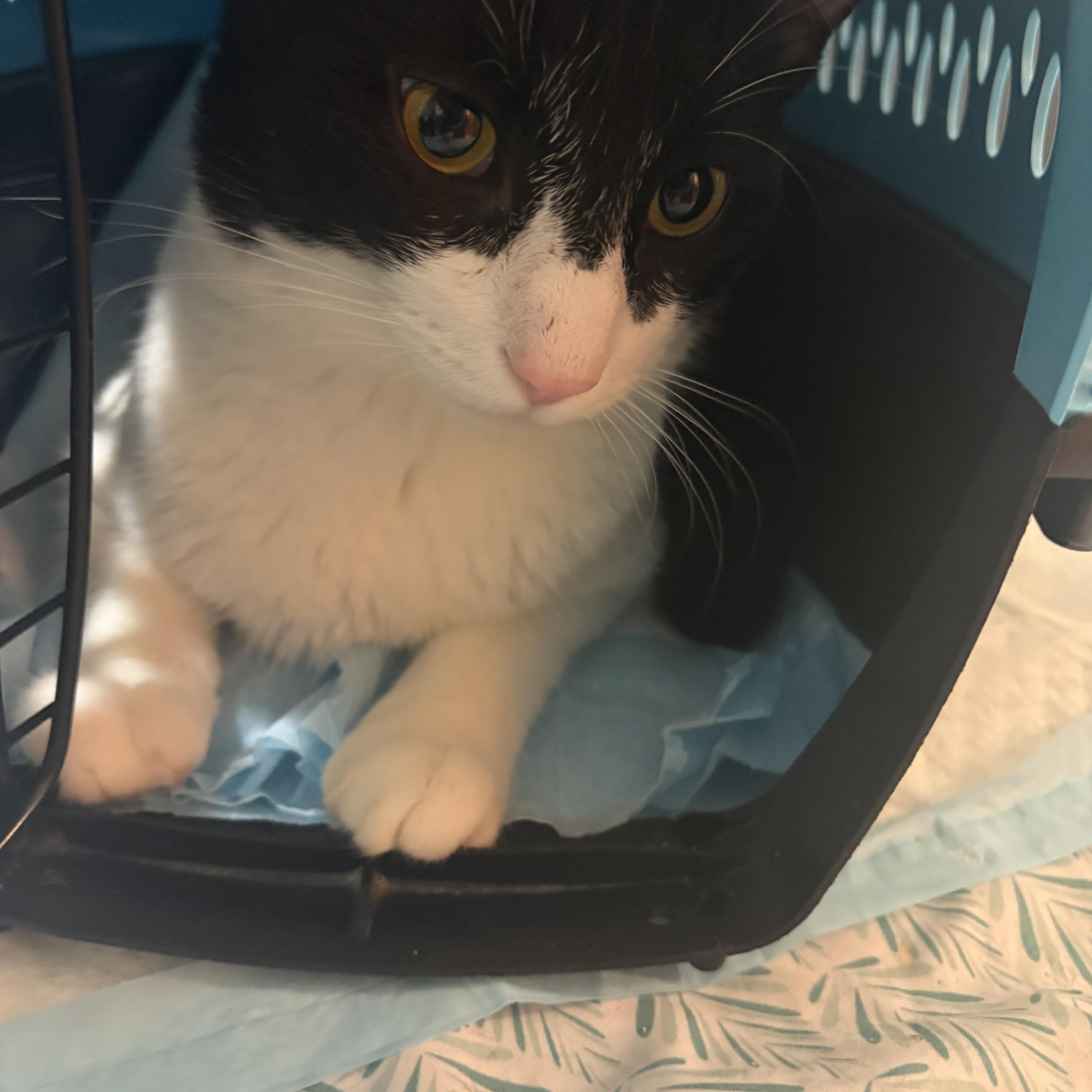 Gambino, a ADOPTABLE American Shorthair in Brooklyn, NY image 6/6