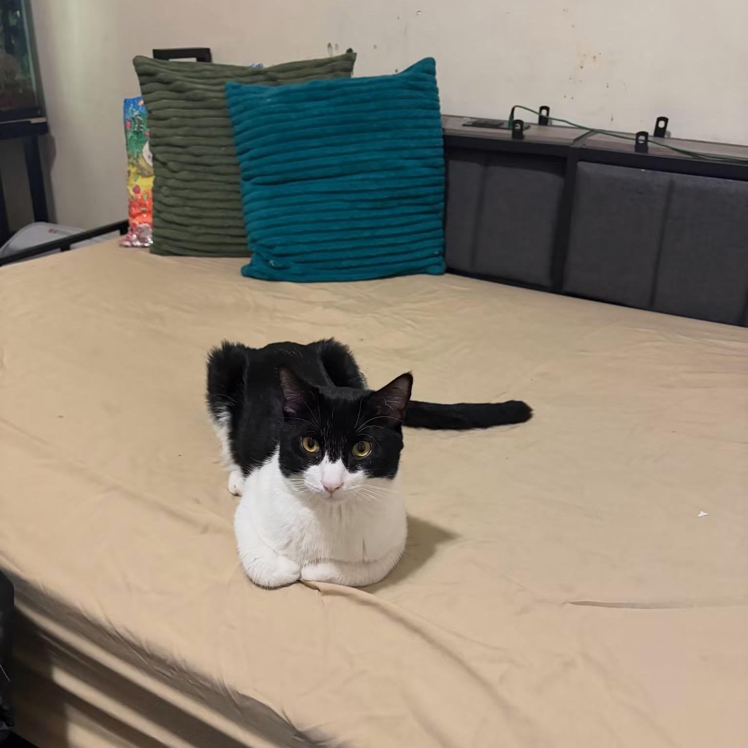 Gambino, a ADOPTABLE American Shorthair in Brooklyn, NY image 1/6