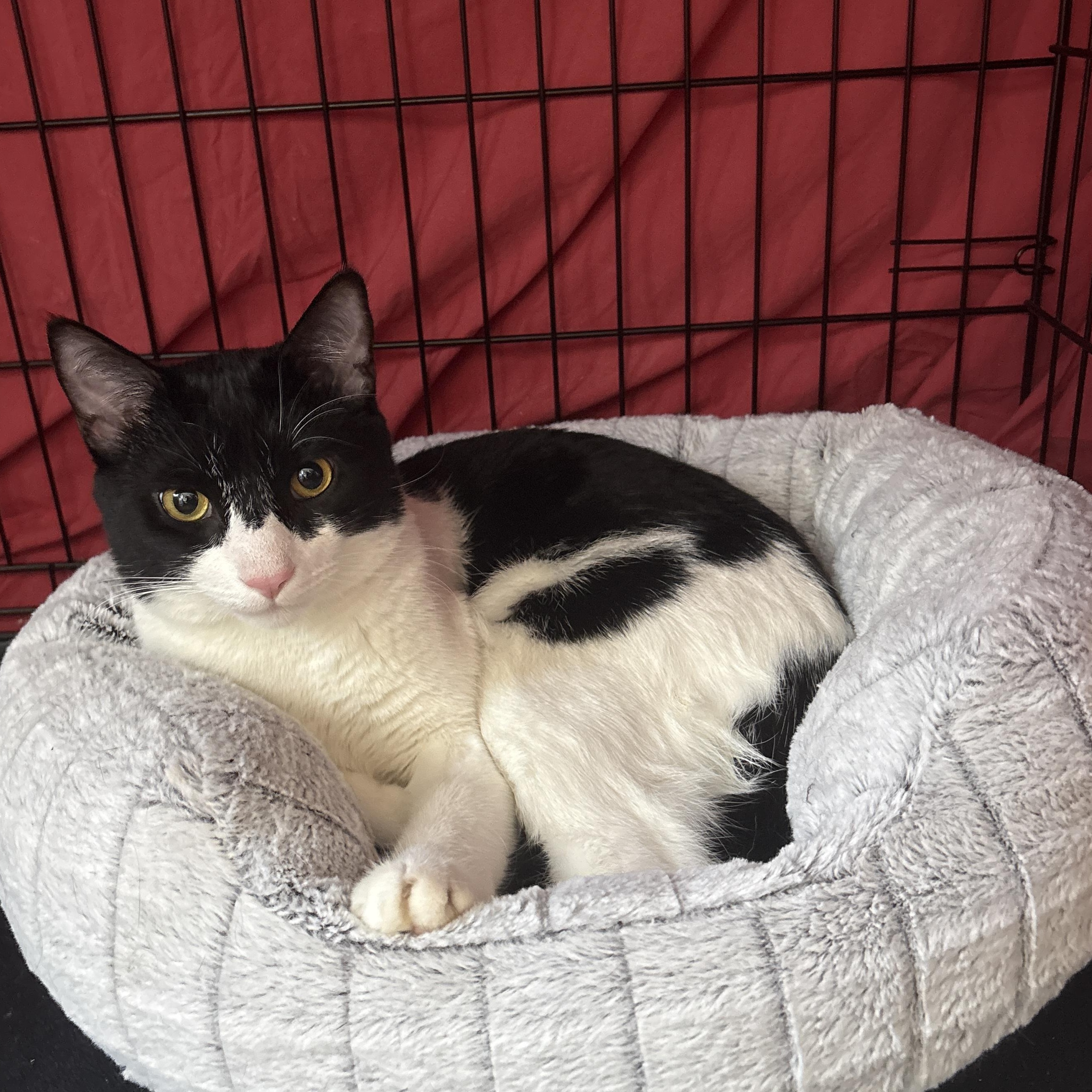 Gambino, a ADOPTABLE American Shorthair in Brooklyn, NY image 2/6