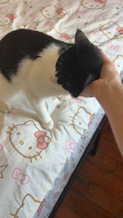 Enlarge Gambino, a ADOPTABLE American Shorthair in Brooklyn, NY video 5/6