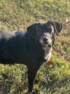 Nali, Adoptable, Senior Female Black Labrador Retriever & Mixed Breed.