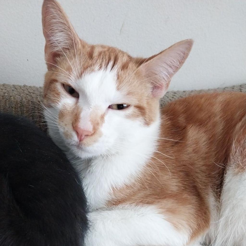 Enlarge PJ, a Adoptable Domestic Short Hair in Rochester, MN image 1/1