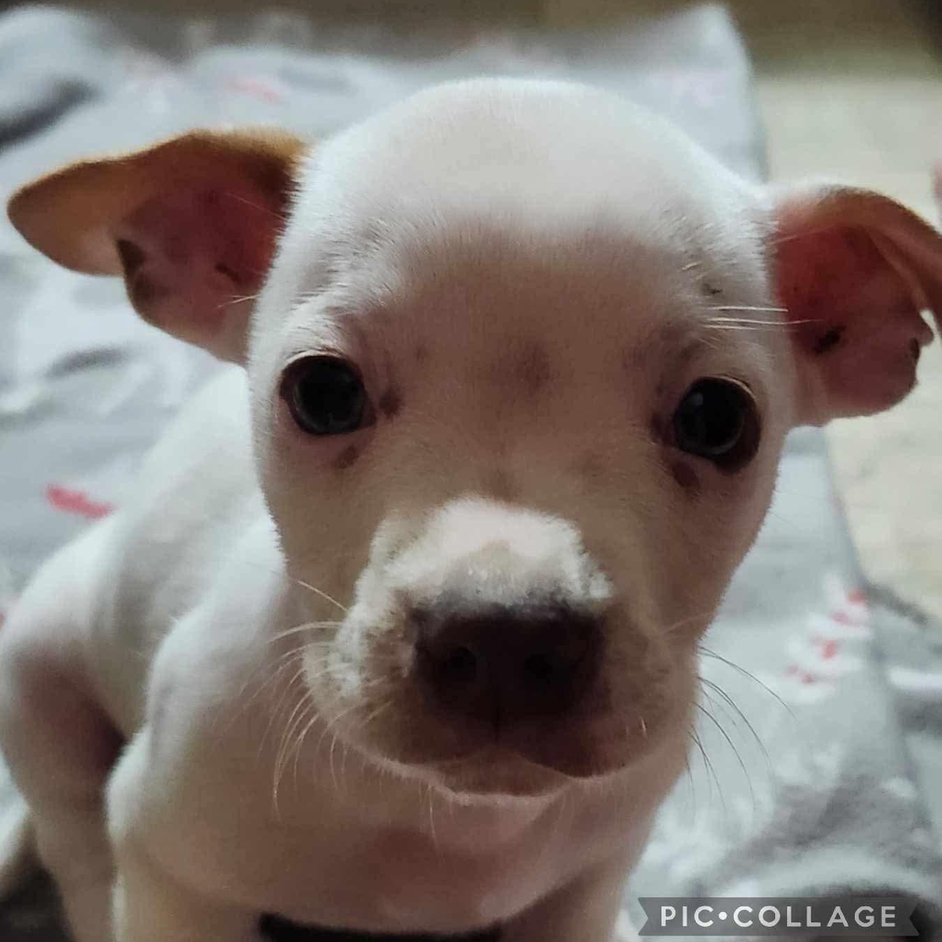 ROO - SMALL DOG ALERT - ARRIVING IN MAINE 07/11, Baby Male Mixed Breed