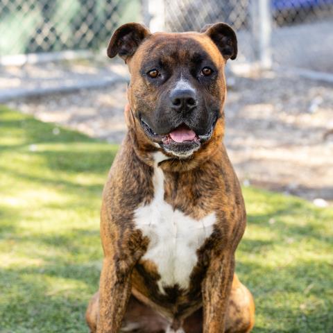 ELTON, Adoptable, Adult Male Boxer & Mixed Breed.