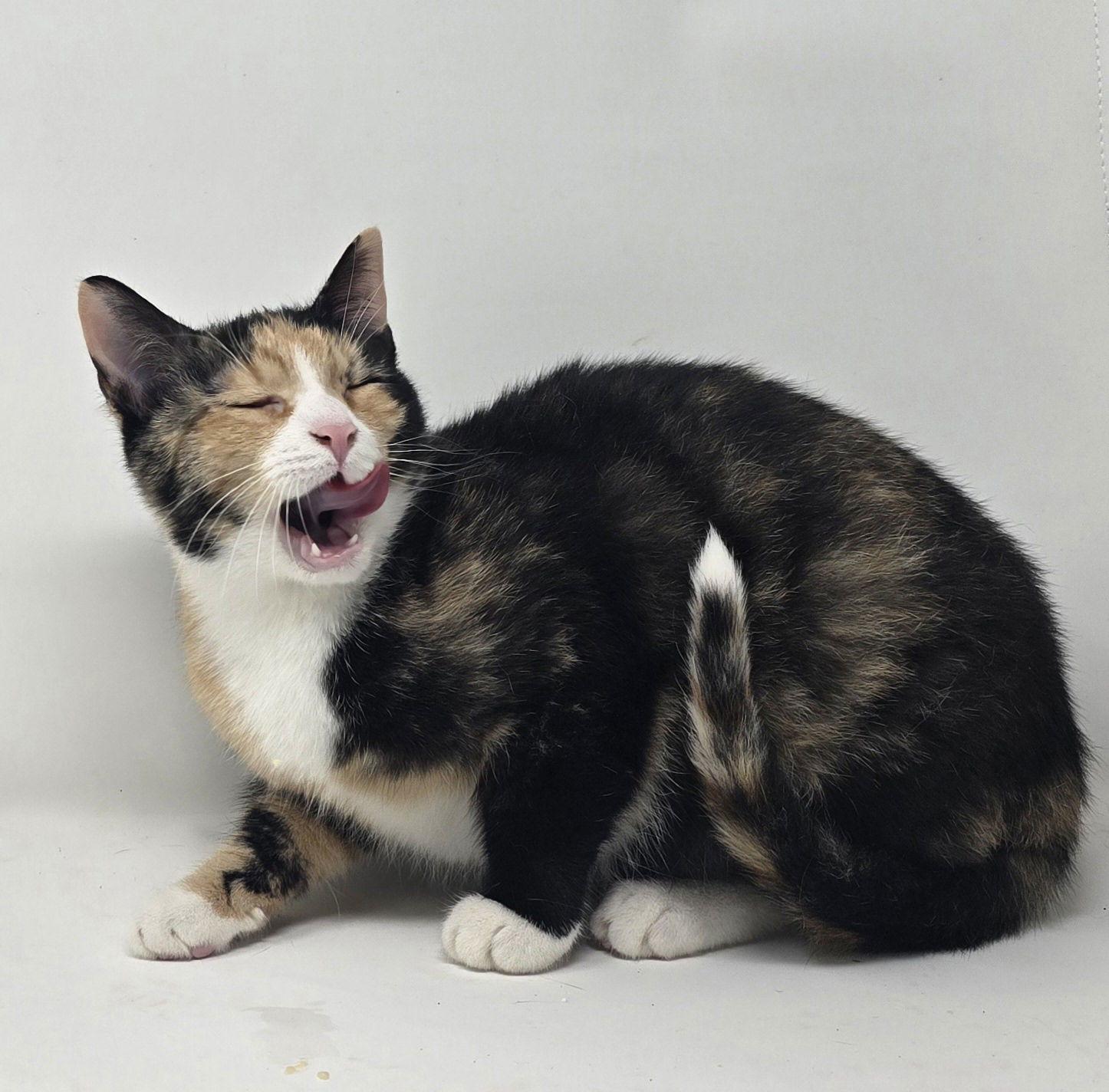 Enlarge Jinx, a Adoptable Tortoiseshell in Crompond, NY image 1/2