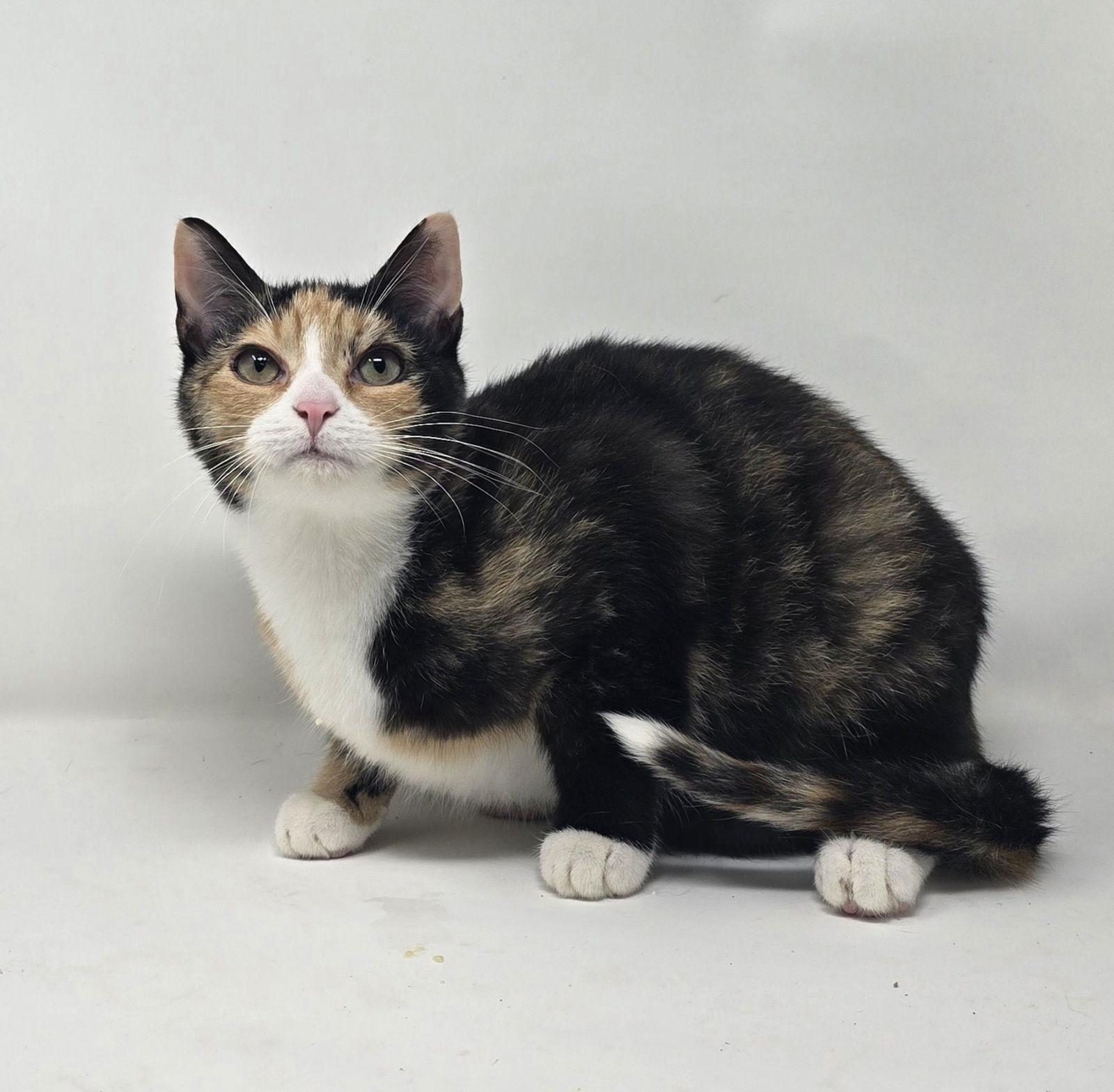 Enlarge Jinx, a Adoptable Tortoiseshell in Crompond, NY image 2/2