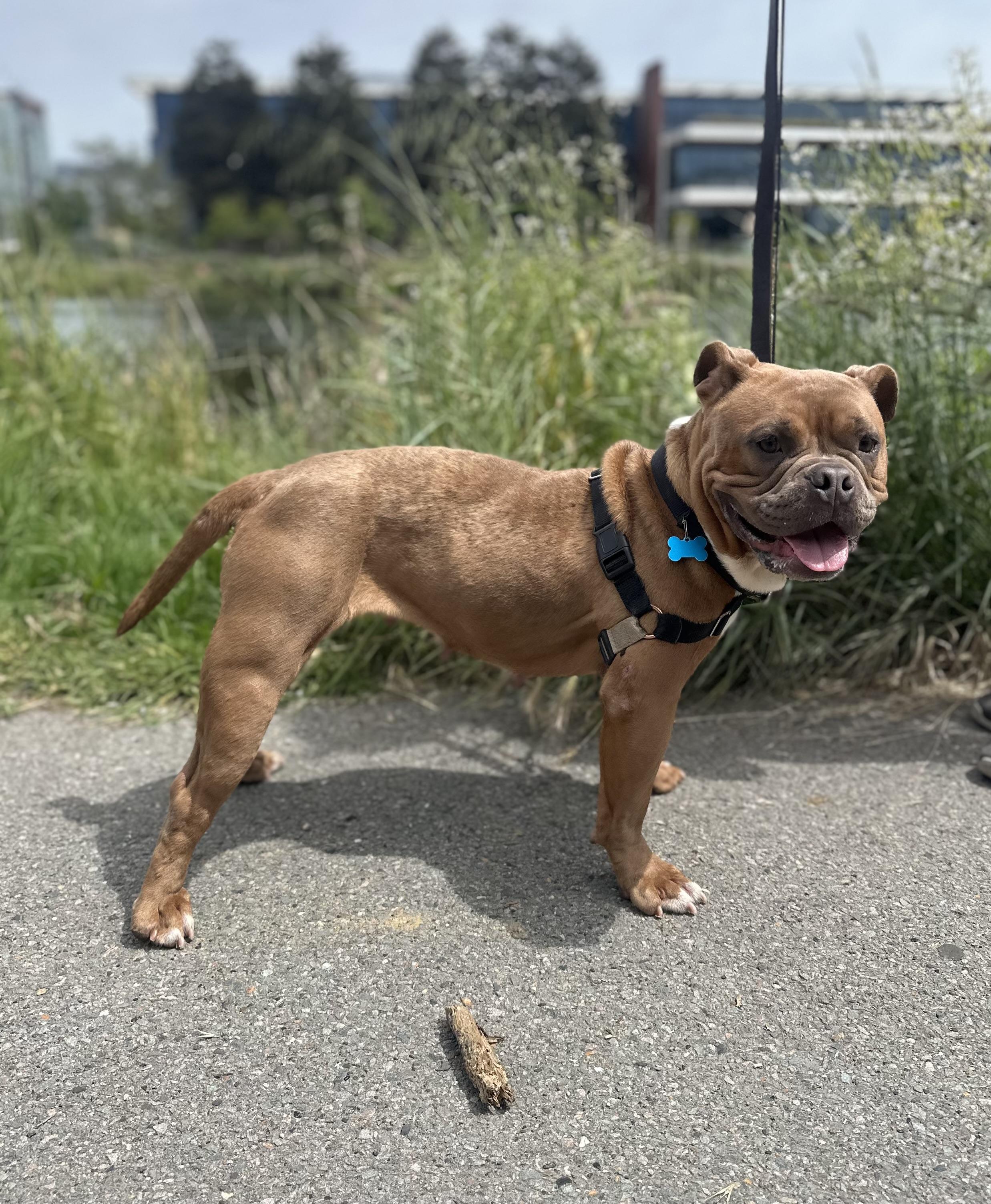 Enlarge Persephone, an adoptable mixed breed in Berkeley, CA image 4/6