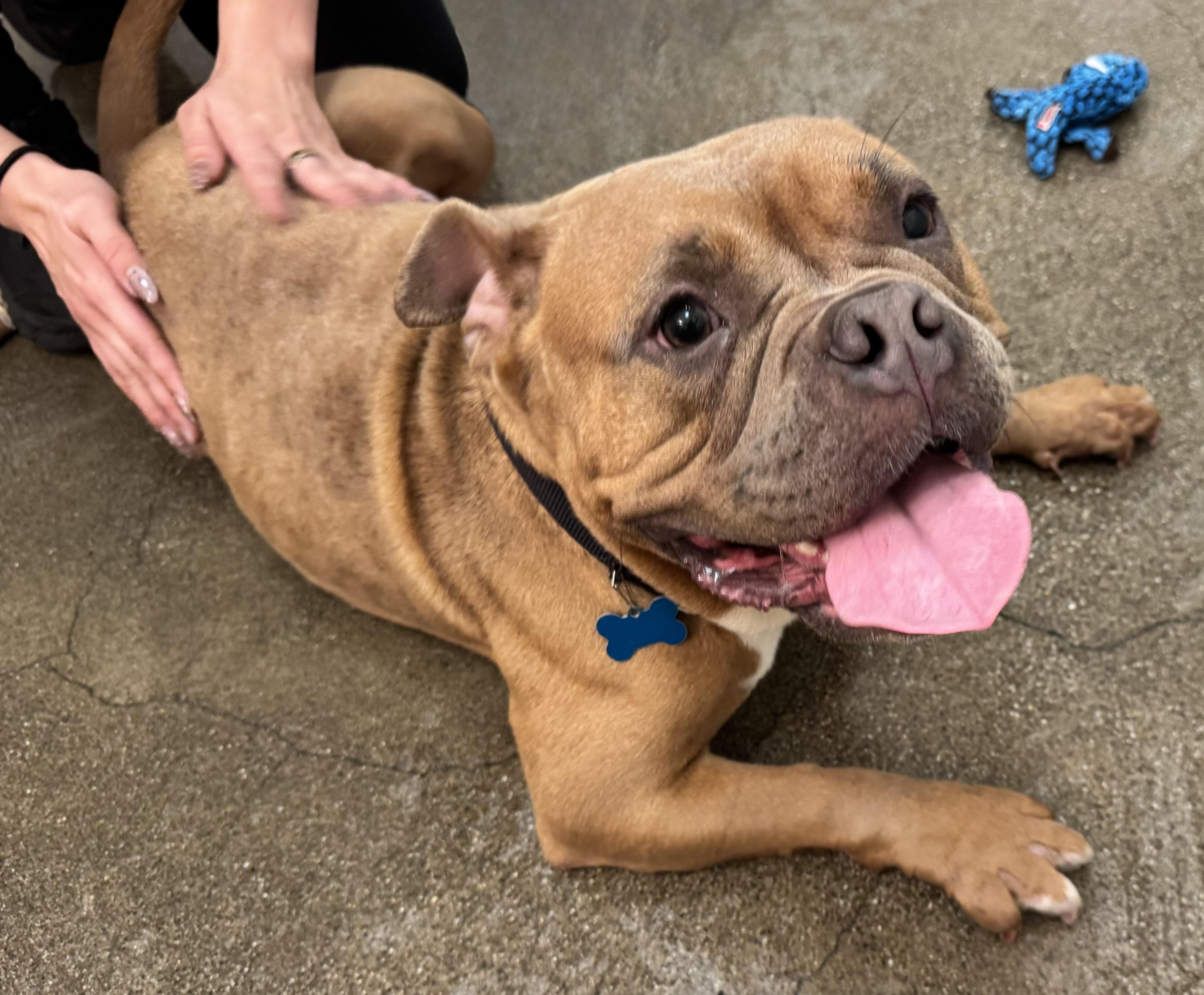 Enlarge Persephone, an adoptable mixed breed in Berkeley, CA image 3/6