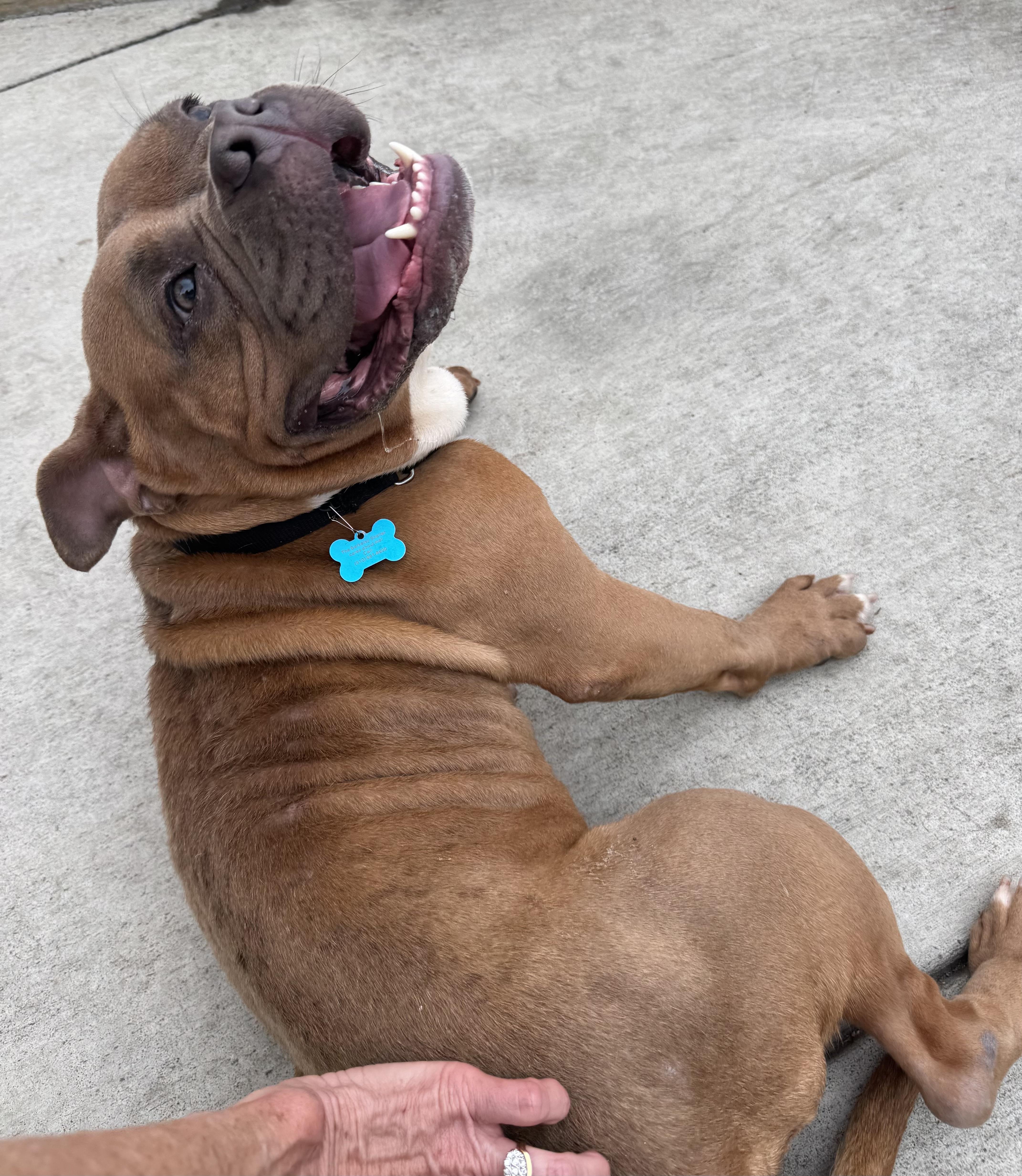 Enlarge Persephone, an adoptable mixed breed in Berkeley, CA image 5/6