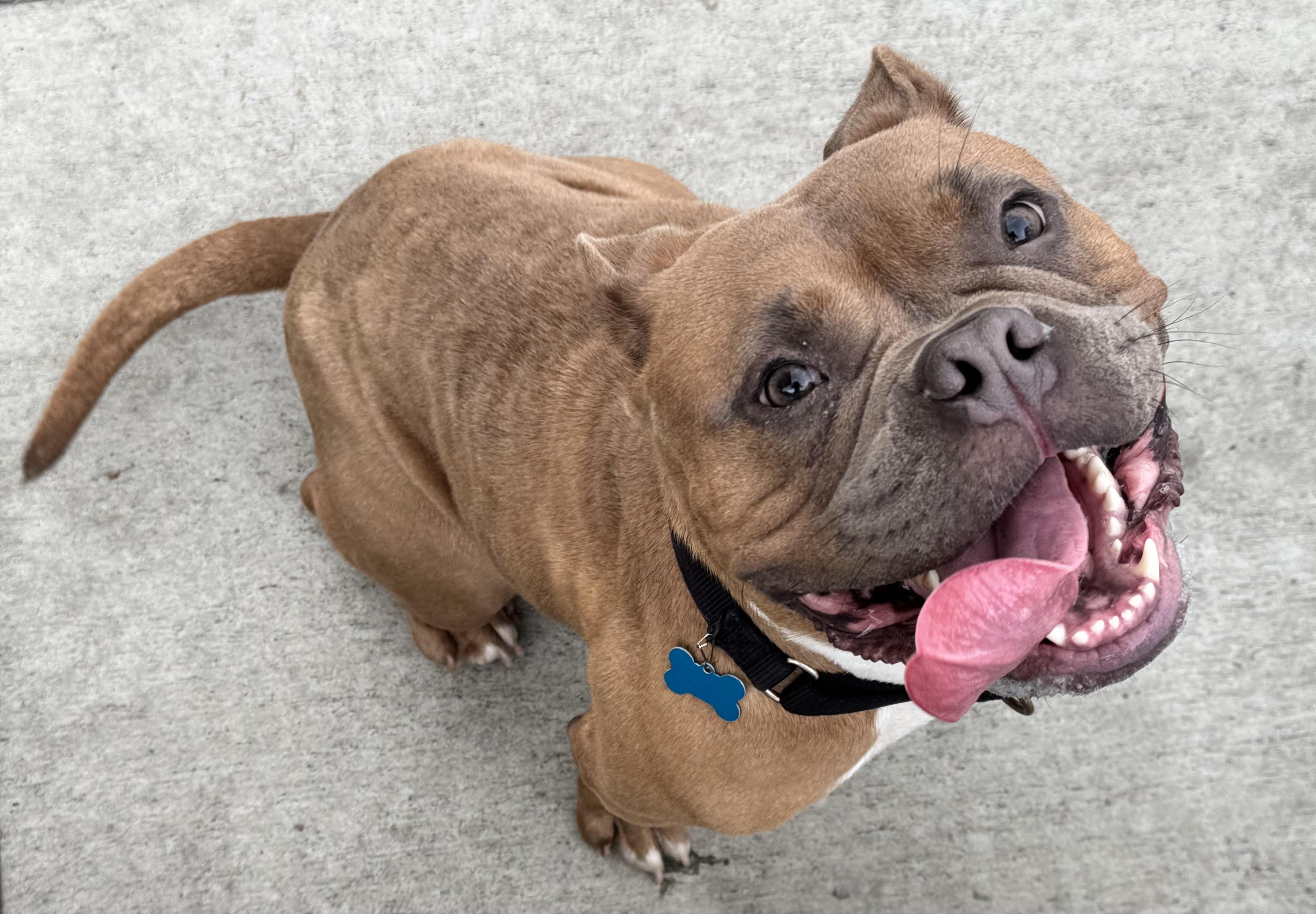 Persephone, adoptable, Adult Female Bulldog.