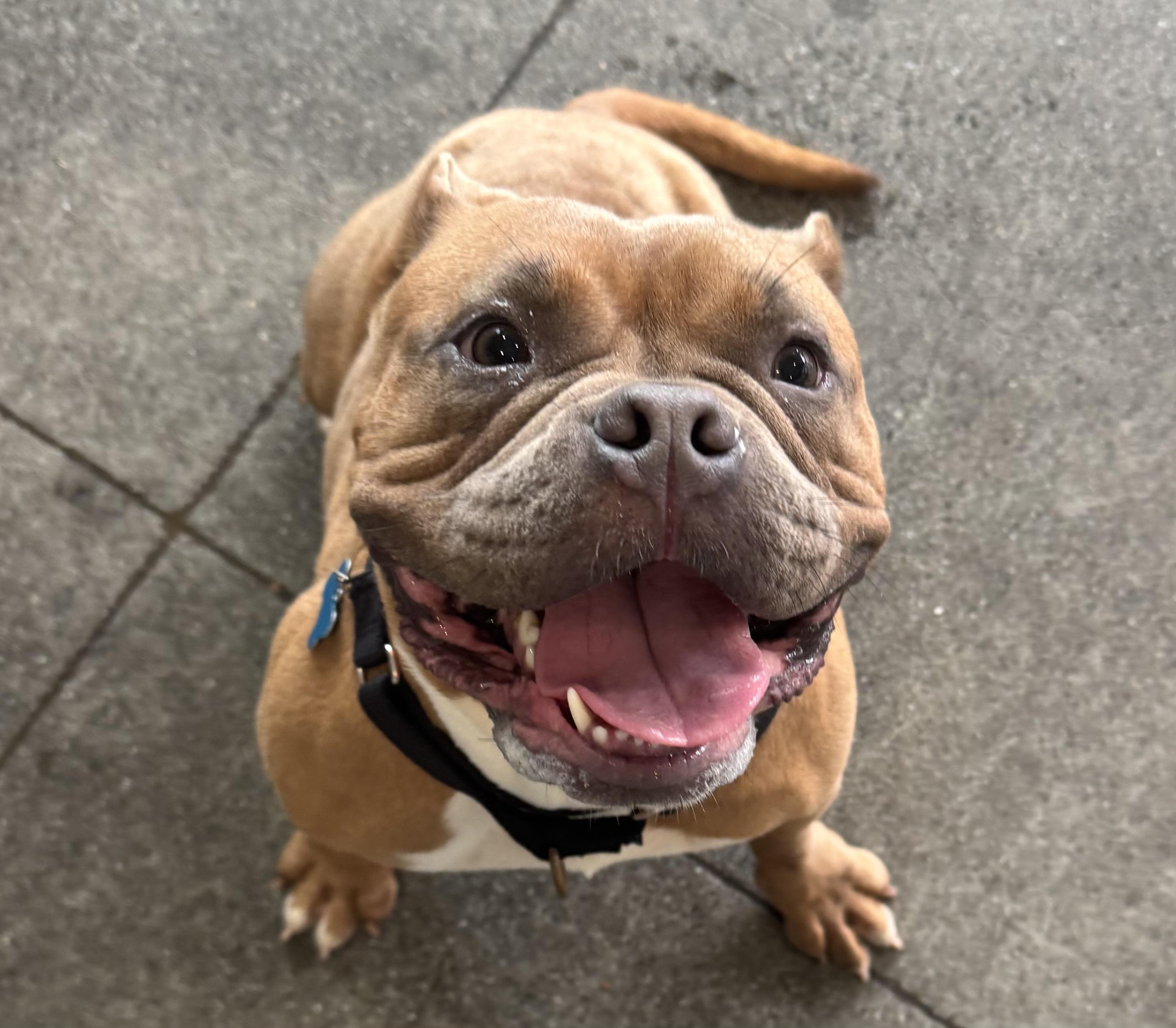 Enlarge Persephone, an adoptable mixed breed in Berkeley, CA image 2/6