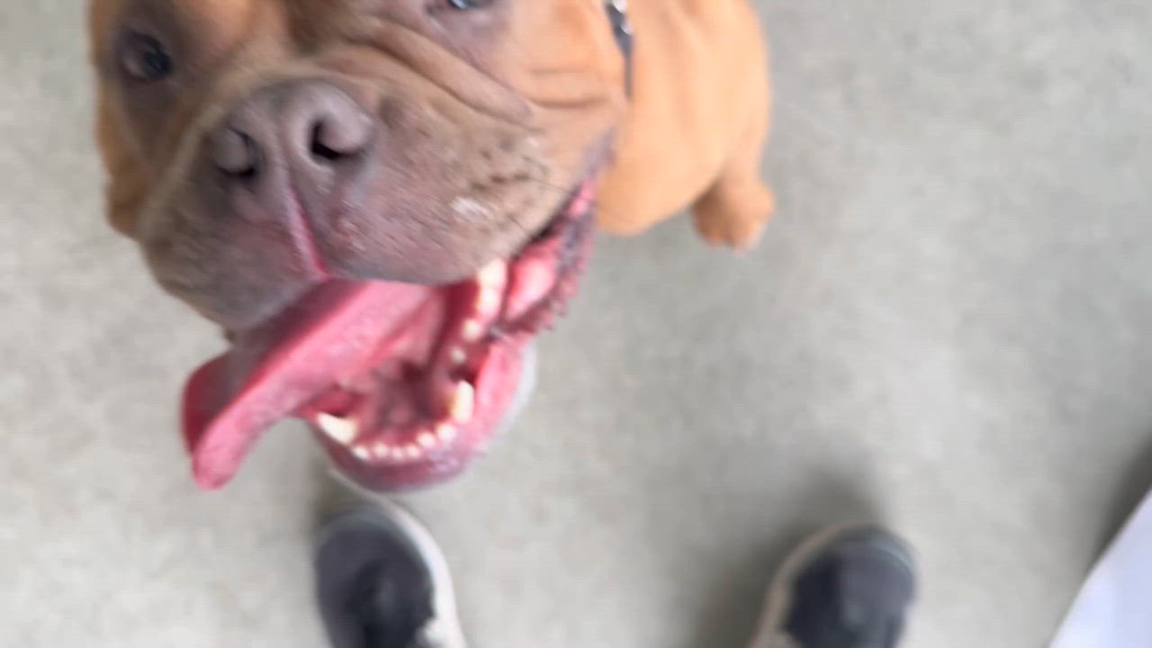 Enlarge Persephone, an adoptable mixed breed in Berkeley, CA video 6/6