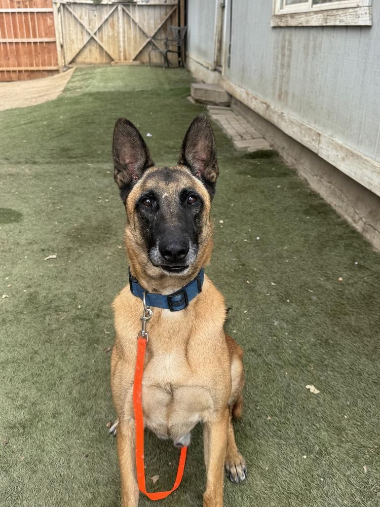 Rollo, Adoptable, Adult Male Belgian Shepherd / Malinois.