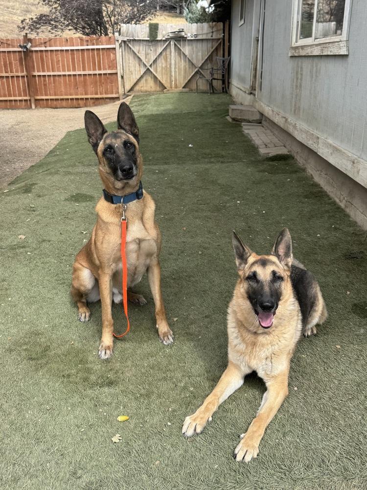 Enlarge Rollo, a Adoptable Belgian Shepherd / Malinois in ventura, CA image 2/6