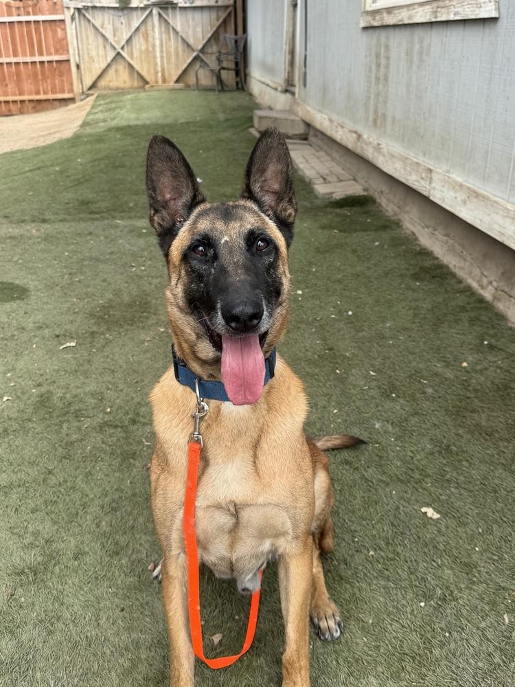 Enlarge Rollo, a Adoptable Belgian Shepherd / Malinois in ventura, CA image 3/6