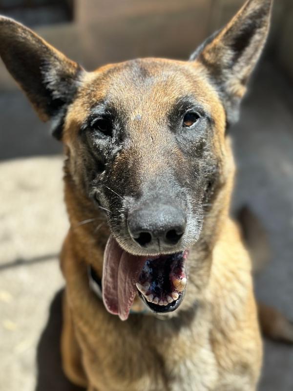 Enlarge Rollo, a Adoptable Belgian Shepherd / Malinois in ventura, CA image 4/6