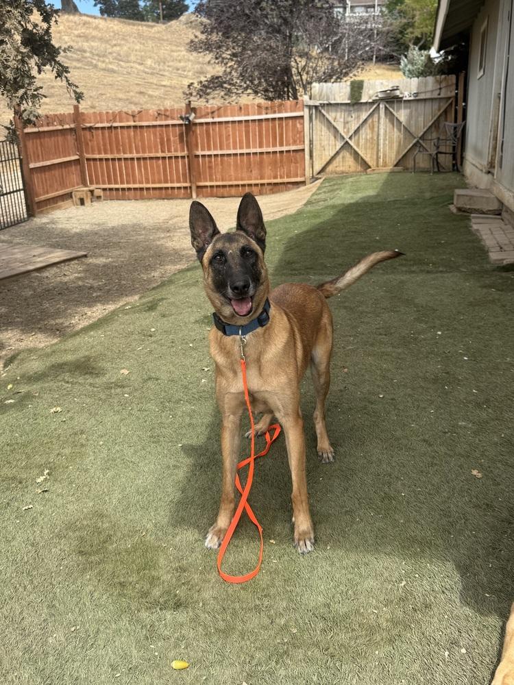 Enlarge Rollo, a Adoptable Belgian Shepherd / Malinois in ventura, CA image 5/6