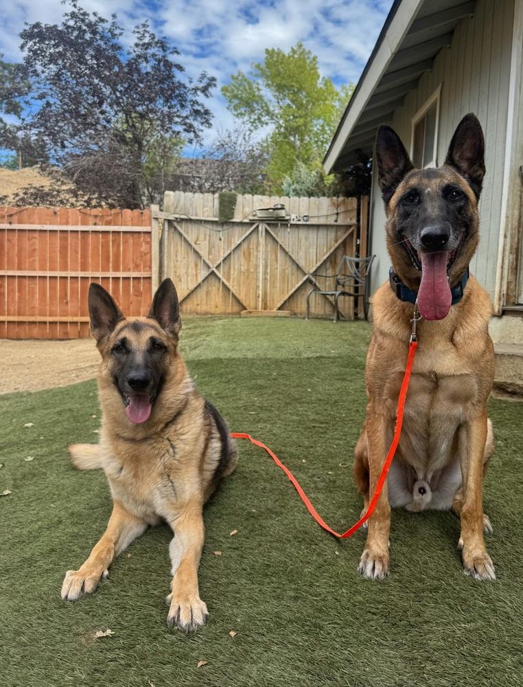 Enlarge Rollo, a Adoptable Belgian Shepherd / Malinois in ventura, CA image 6/6