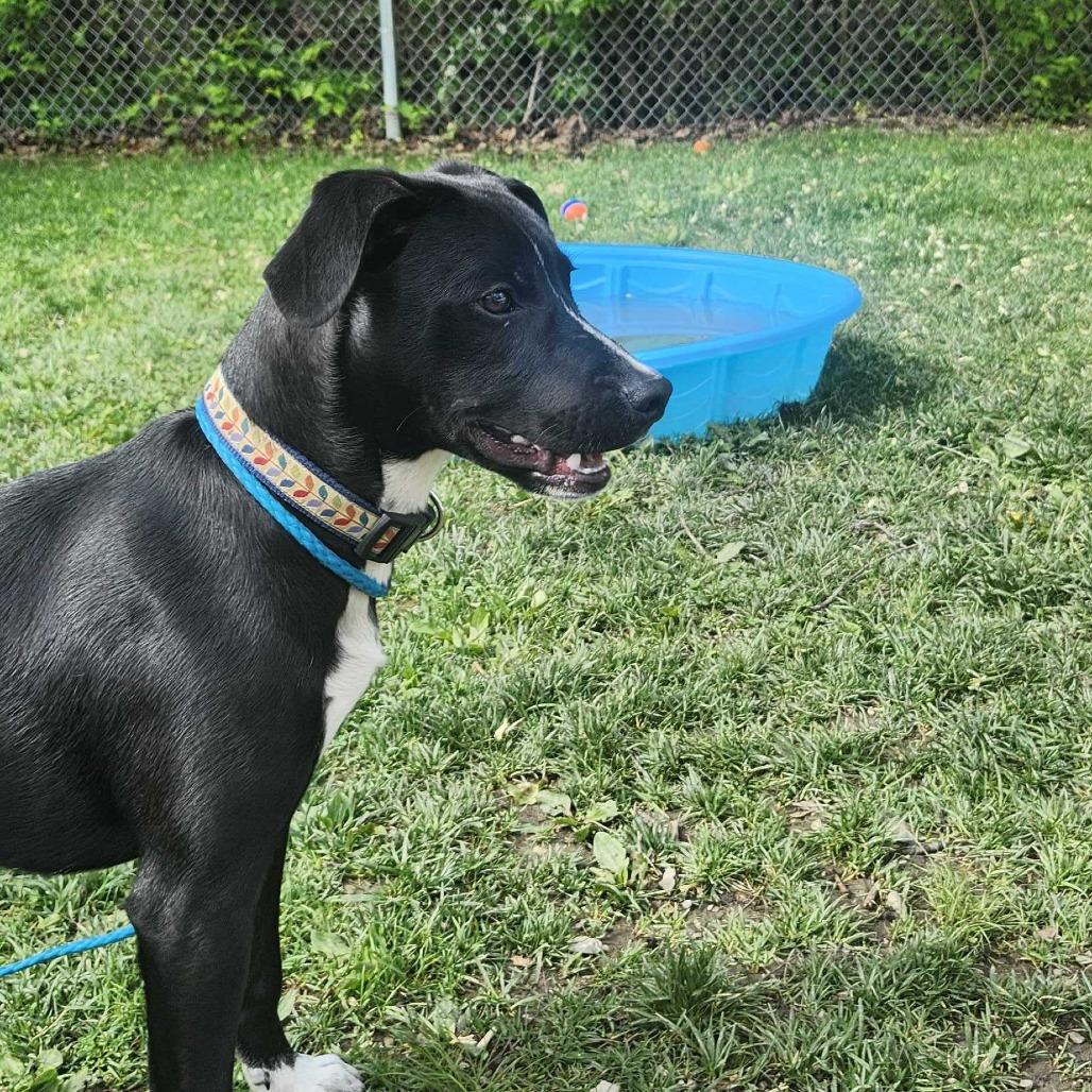 Fernando (aka Quest), Adoptable, Young Male Labrador Retriever & Husky.