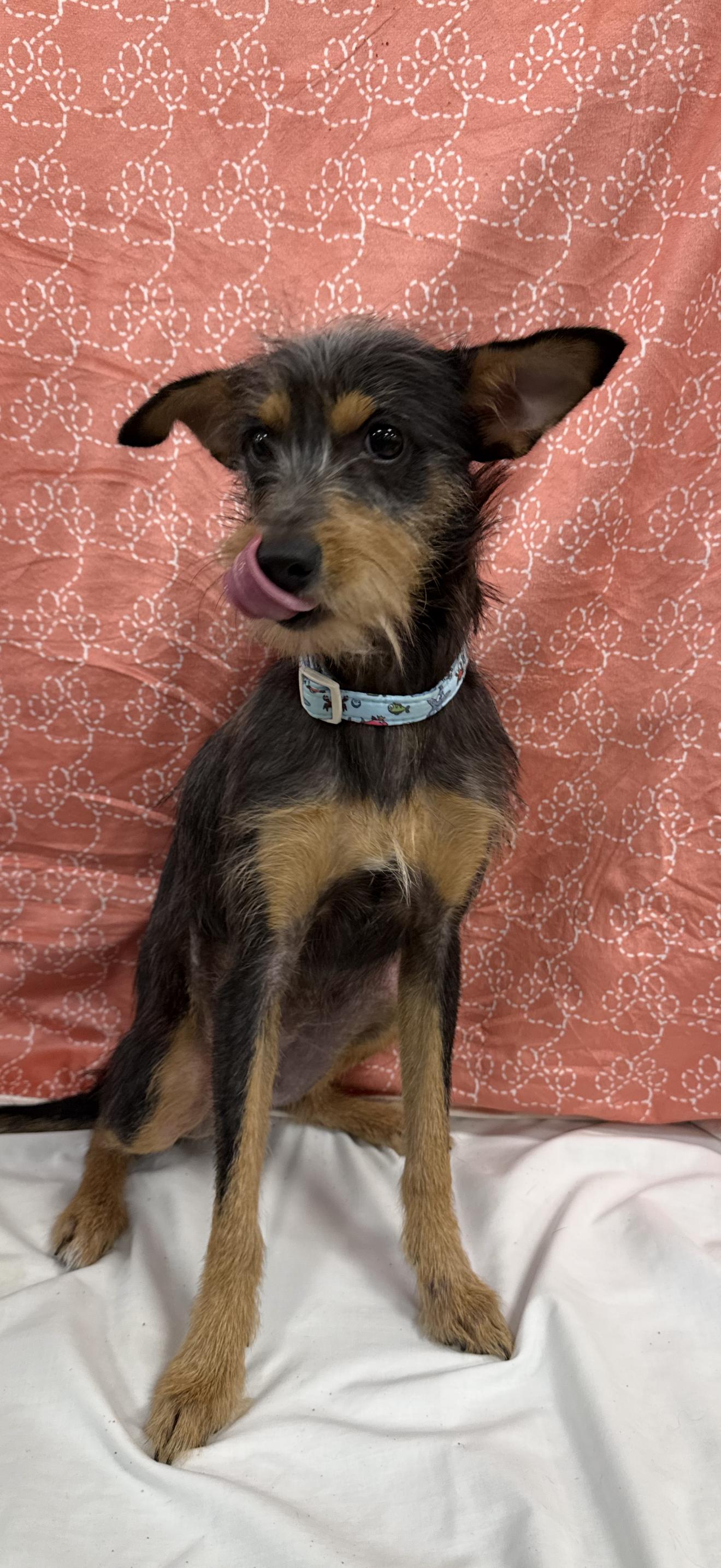 Enlarge Murphy, a Adoptable mixed breed in Baton Rouge, LA image 3/3