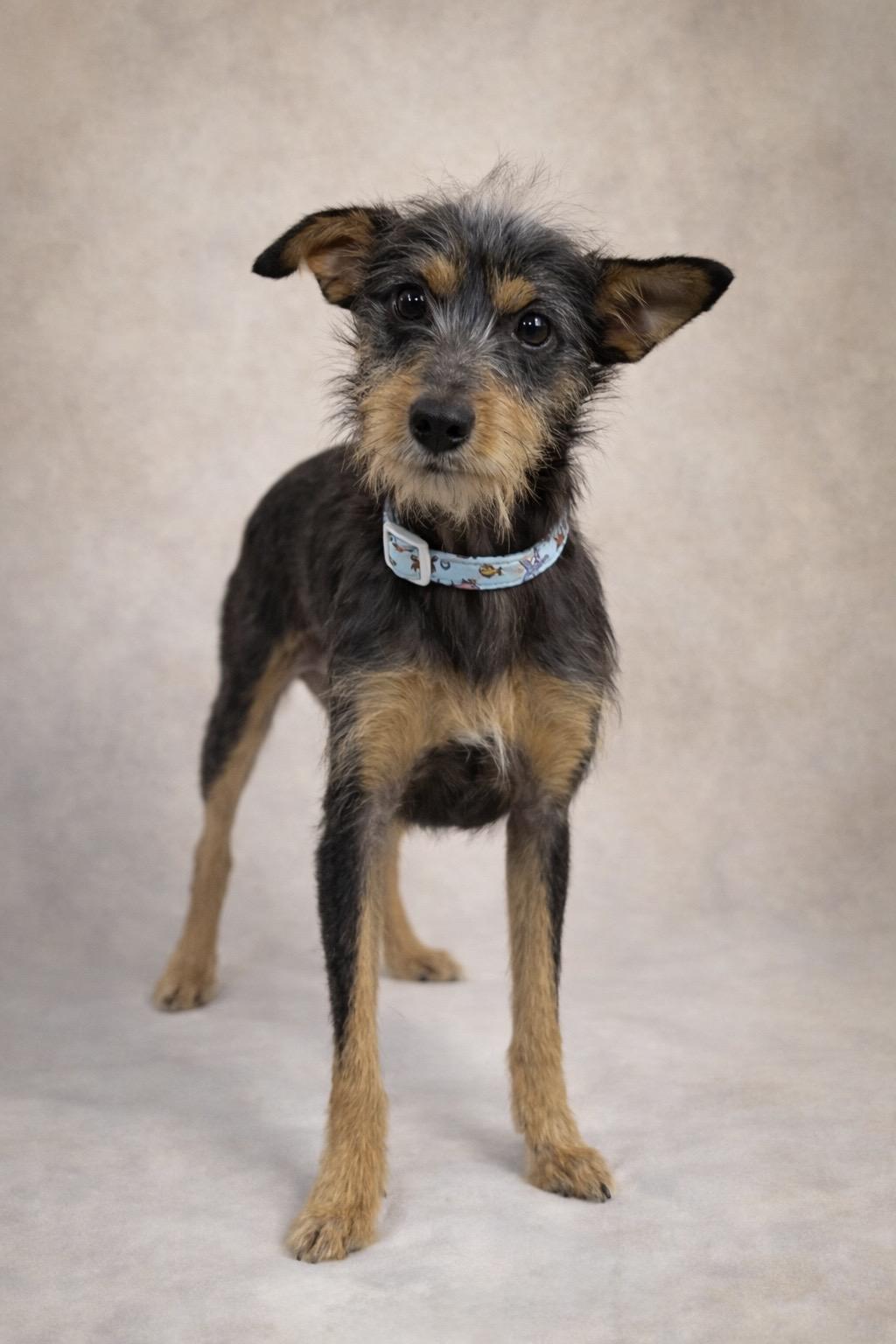Enlarge Murphy, a Adoptable mixed breed in Baton Rouge, LA image 2/3