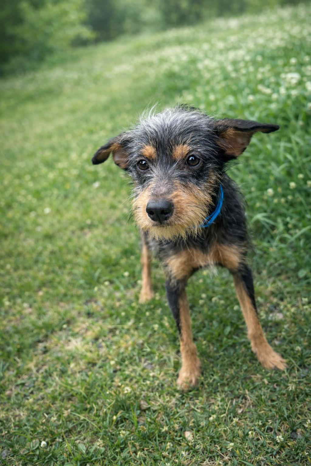 Enlarge Murphy, a Adoptable mixed breed in Baton Rouge, LA image 1/3