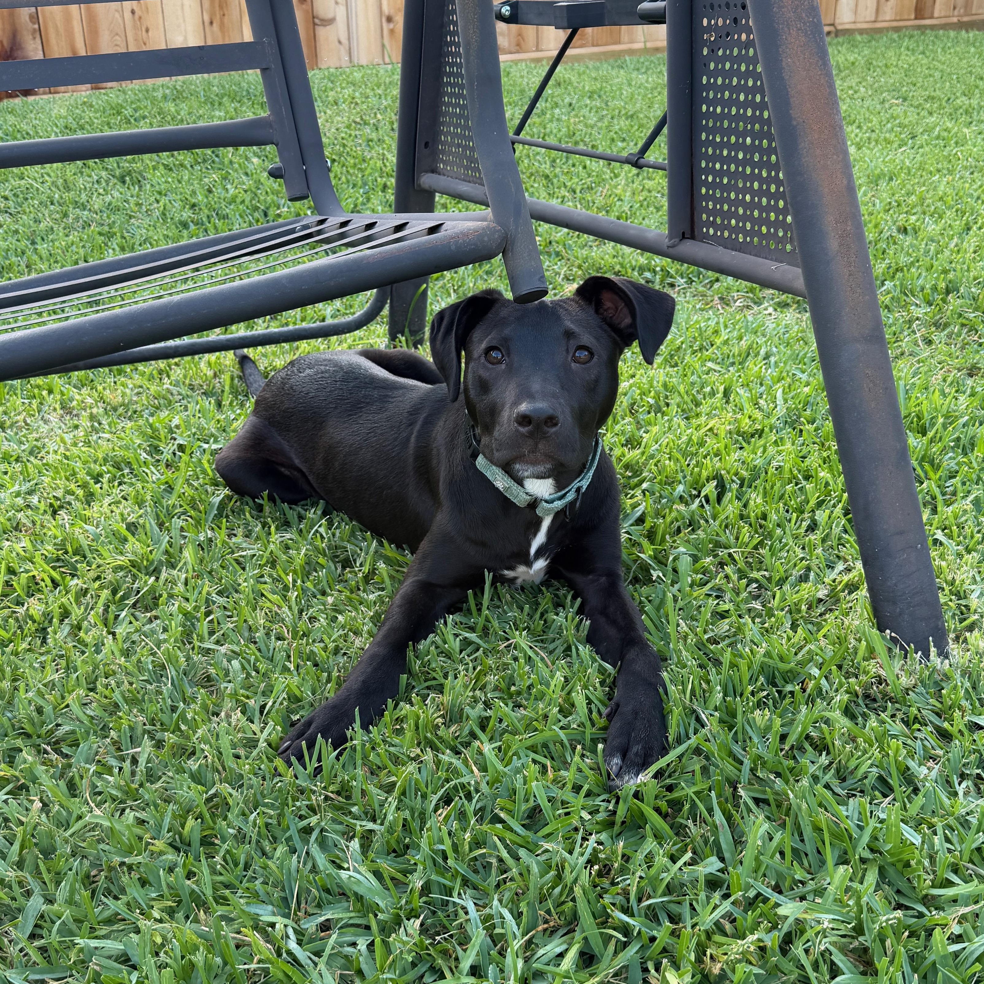 Saxophone, a Adoptable mixed breed in Greenville, SC image 5/6