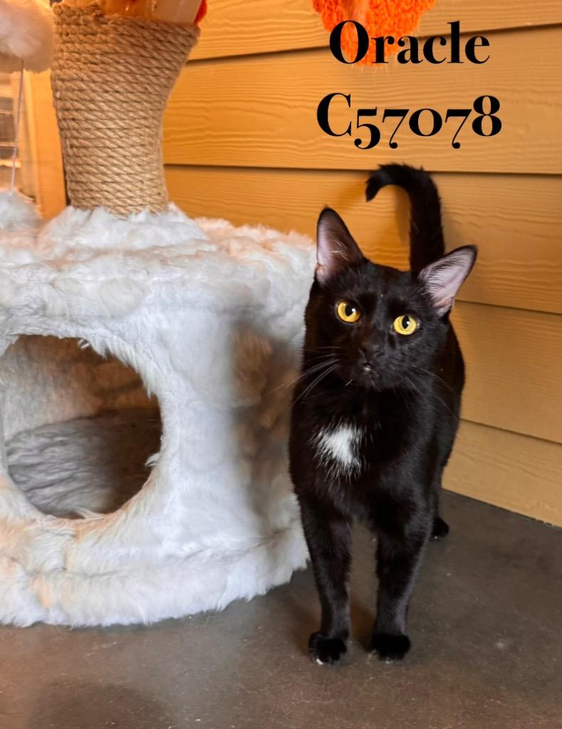 Oracle, Adoptable, Adult Male Domestic Short Hair.