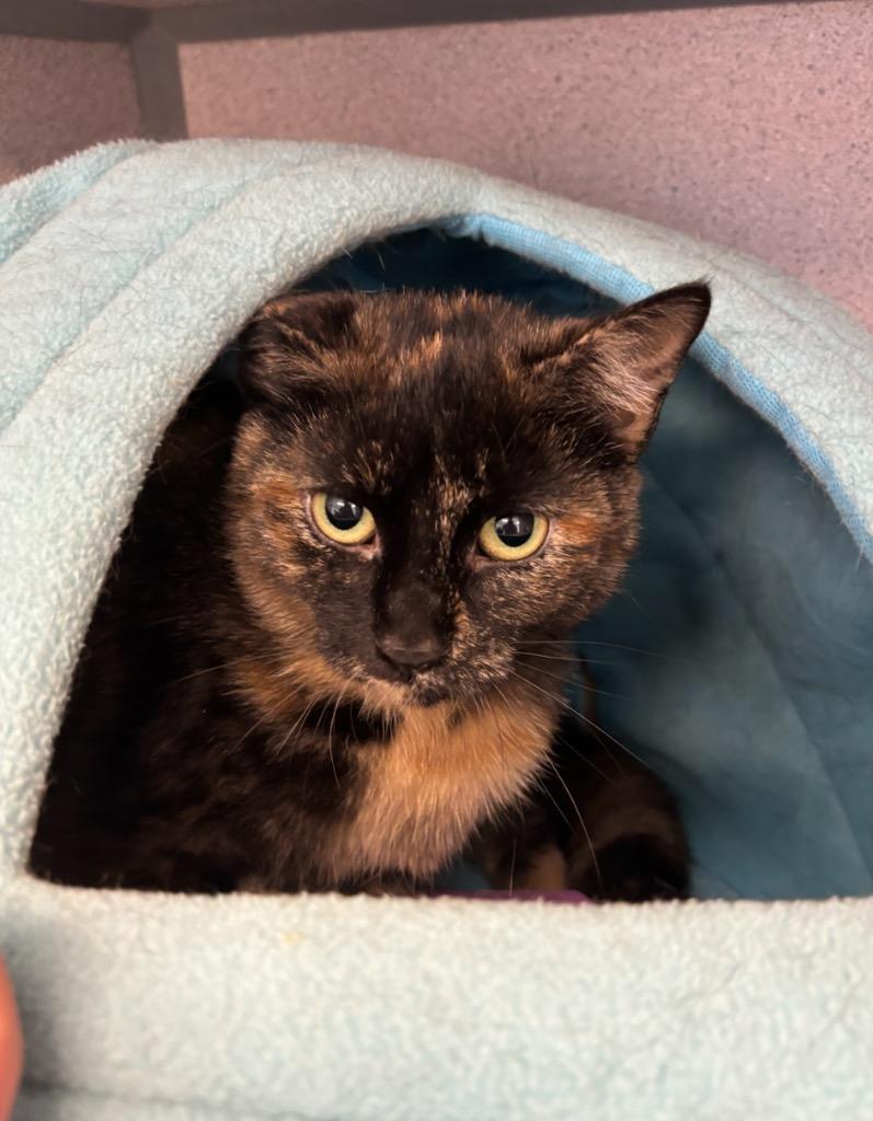 Enlarge Pawsy, a Adoptable mixed breed in Liverpool, NY image 1/2