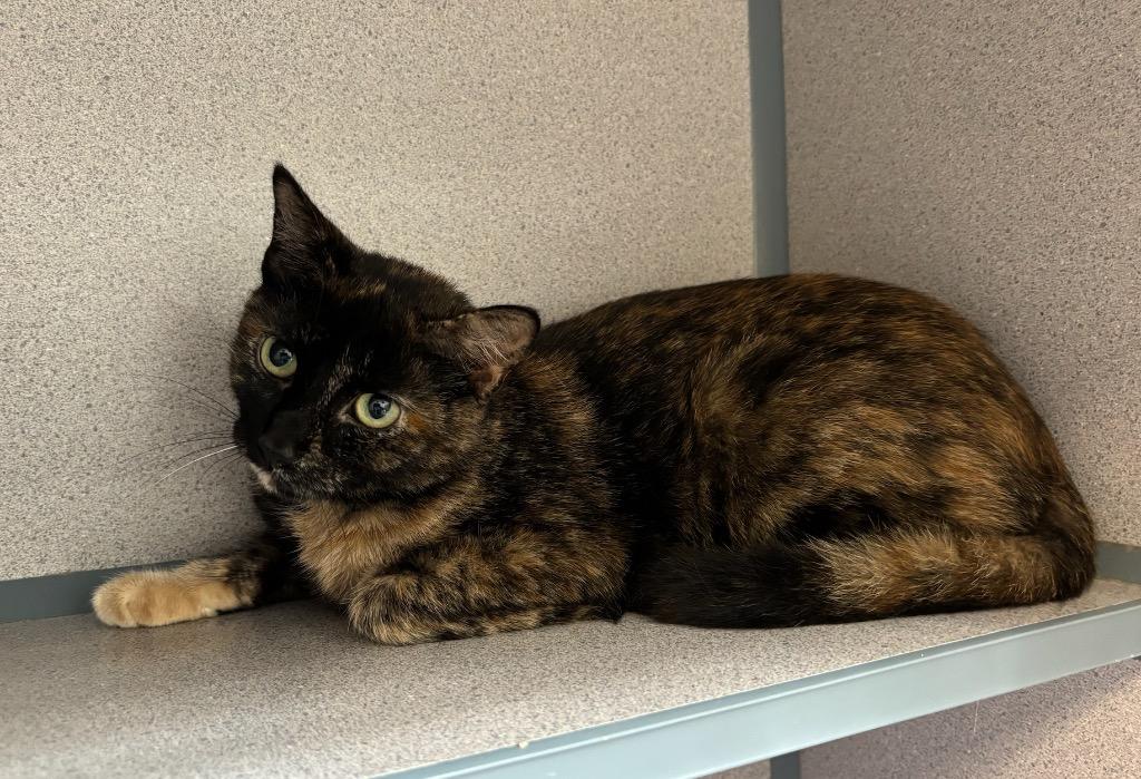 Enlarge Pawsy, a Adoptable mixed breed in Liverpool, NY image 2/2