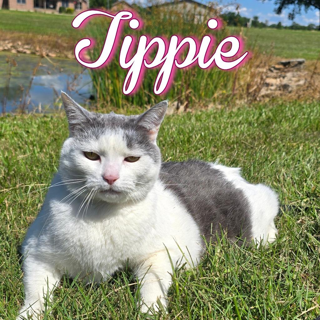 Tippie, a Adoptable Domestic Short Hair in Hillsboro, OH image 1/5