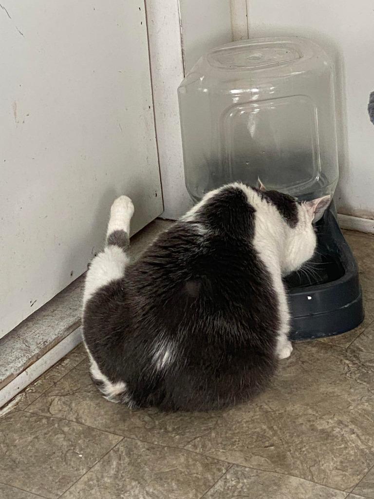Tippie, a Adoptable Domestic Short Hair in Hillsboro, OH image 2/5