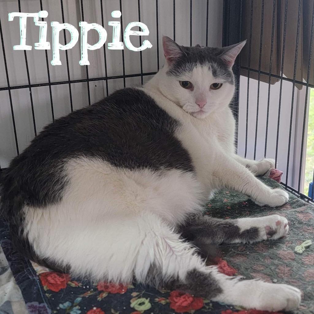 Tippie, a Adoptable Domestic Short Hair in Hillsboro, OH image 3/5