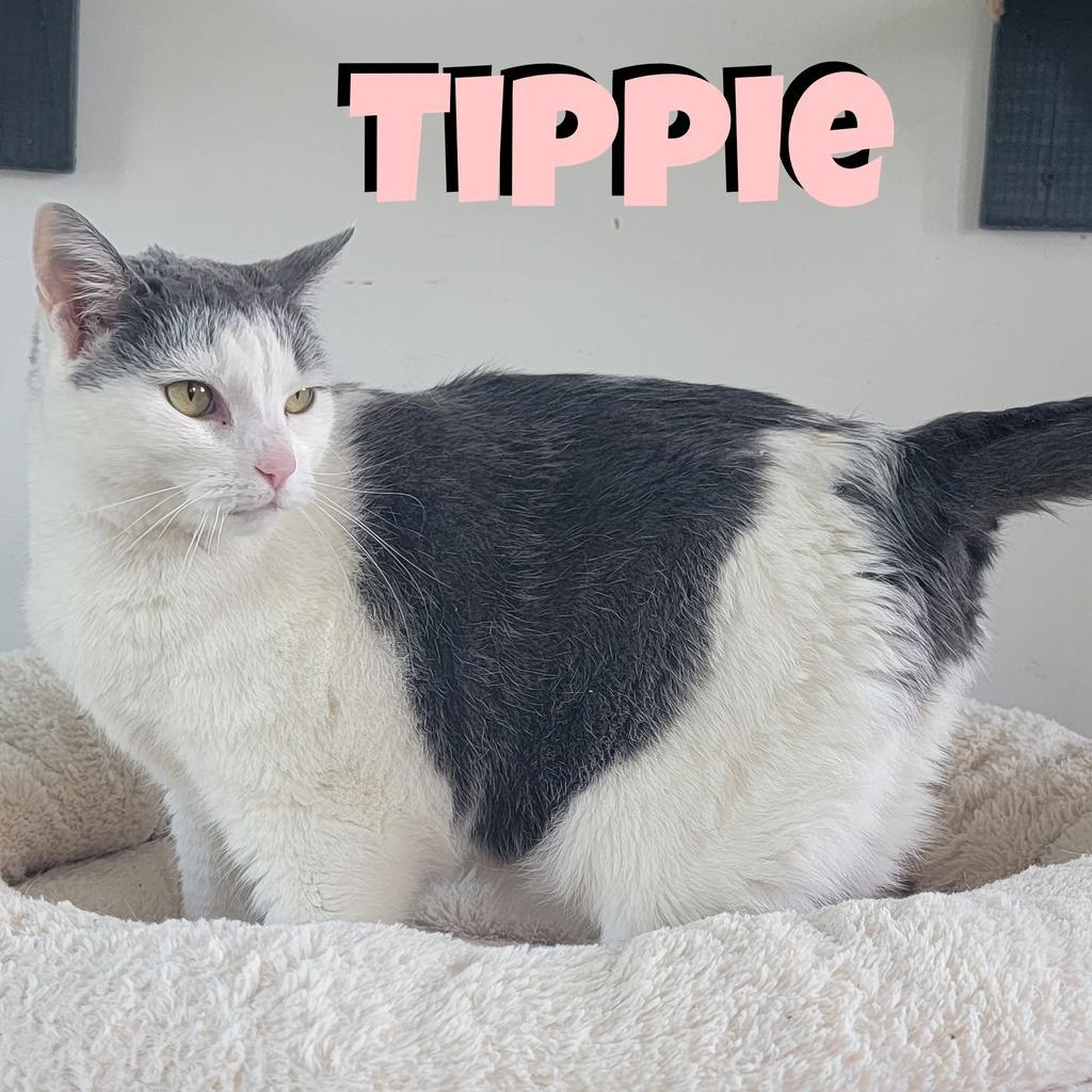Tippie, a Adoptable Domestic Short Hair in Hillsboro, OH image 4/5
