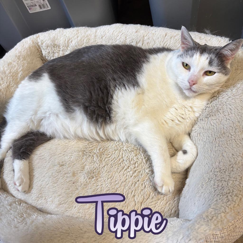 Tippie, a Adoptable Domestic Short Hair in Hillsboro, OH image 5/5