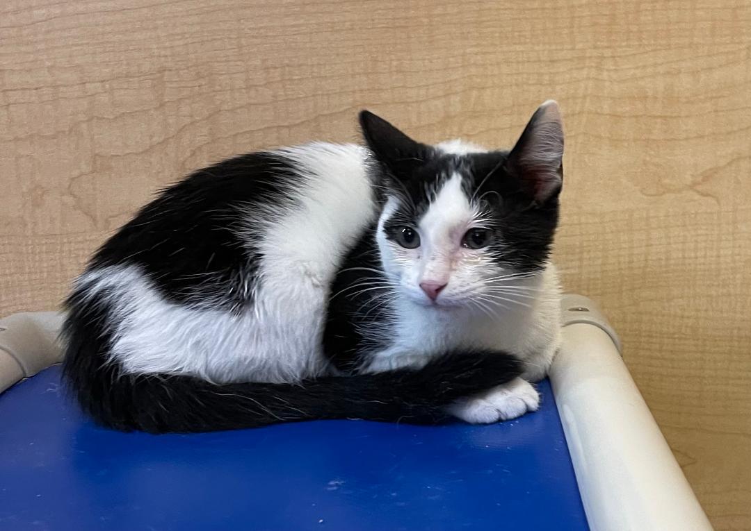 Yogi, ADOPTABLE, Kitten Male Domestic Short Hair.