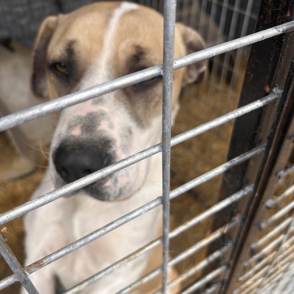 Lady — thumbnail 6