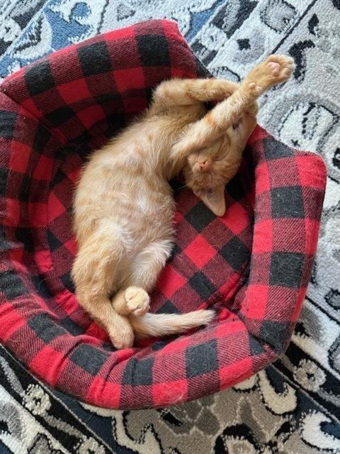 Gizmo, Adoptable, Kitten Male Domestic Short Hair.