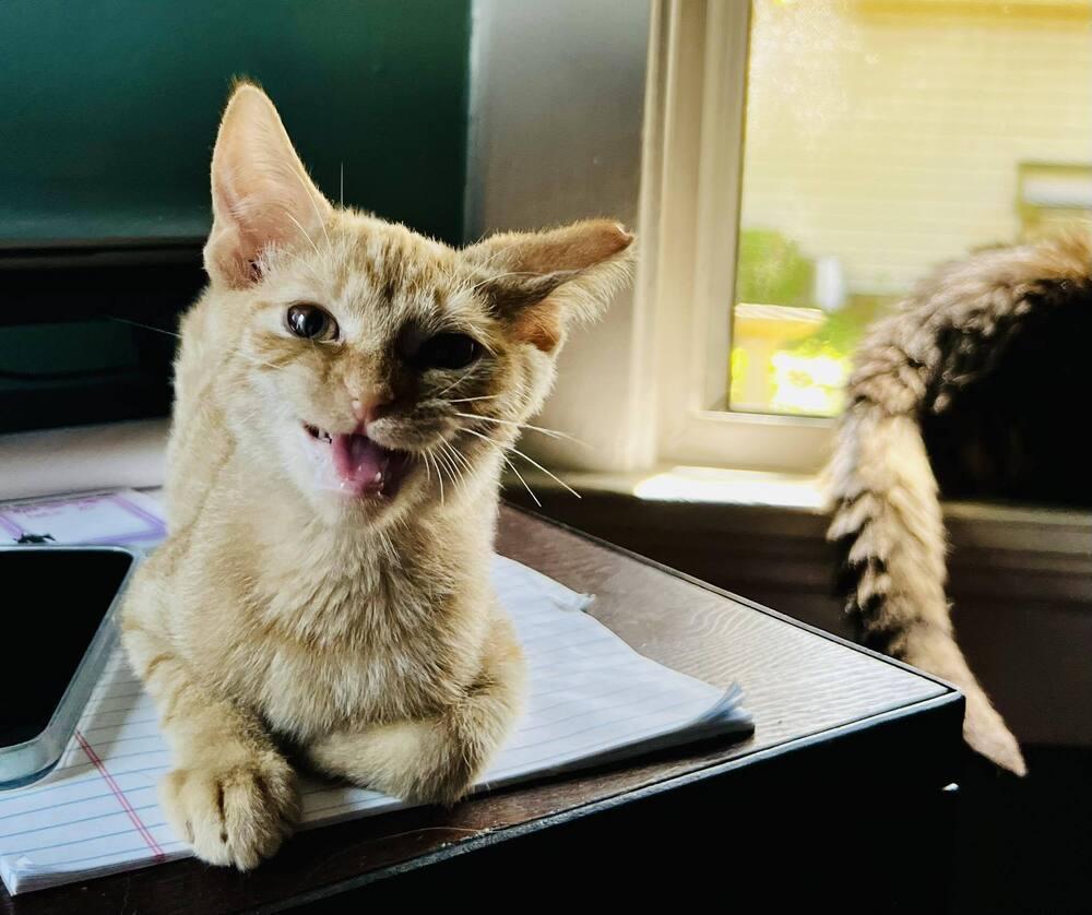 Gizmo, a Adoptable Domestic Short Hair in Dayton, OH image 3/6