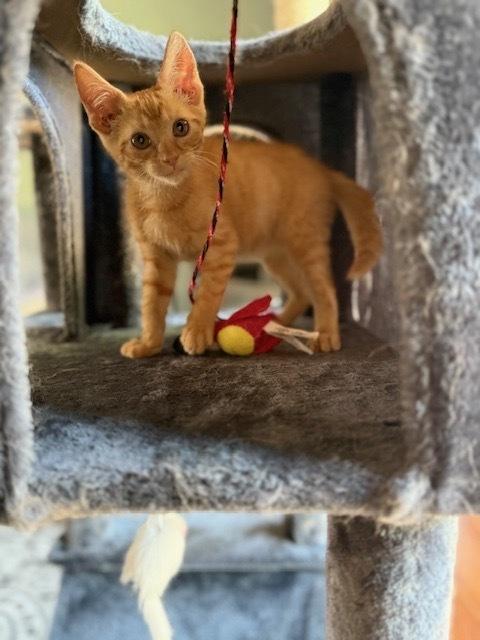 Gizmo, a Adoptable Domestic Short Hair in Dayton, OH image 5/6