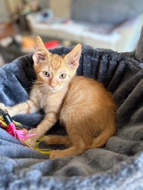 Gizmo, a Adoptable Domestic Short Hair in Dayton, OH image 6/6