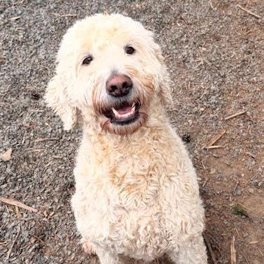 Enlarge Dolly, an adopted Goldendoodle in Stokesdale, NC image 2/6