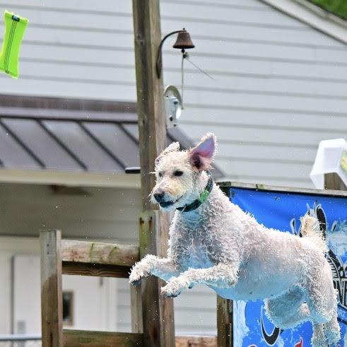 Enlarge Dolly, an adopted Goldendoodle in Stokesdale, NC image 4/6
