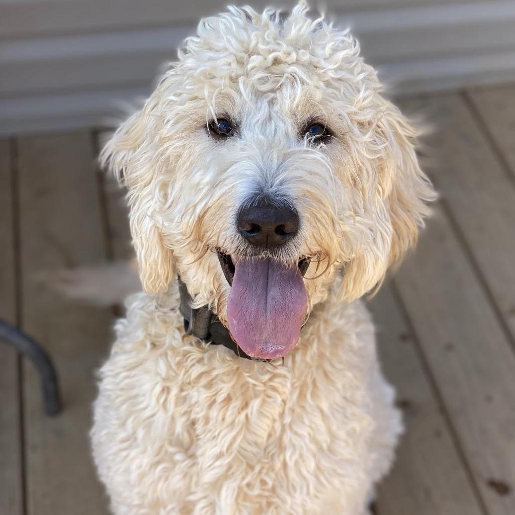 Enlarge Dolly, an adopted Goldendoodle in Stokesdale, NC image 1/6