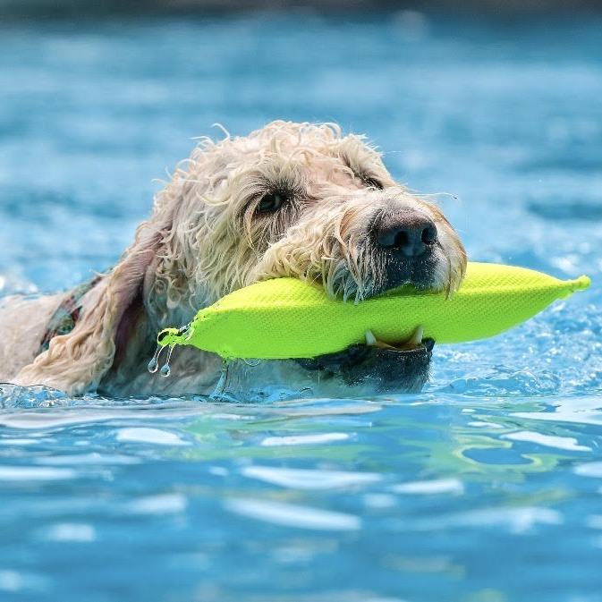 Enlarge Dolly, an adopted Goldendoodle in Stokesdale, NC image 5/6
