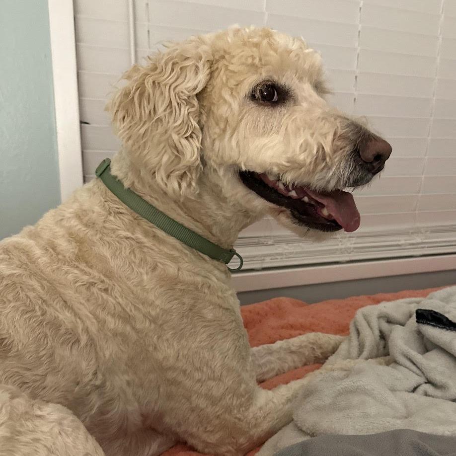 Enlarge Dolly, an adopted Goldendoodle in Stokesdale, NC image 6/6